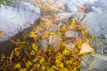 栃木県那須郡那須町の那須岳に霧の中で紅葉を見るために登山している風景 A view of climbing Mt. Nasu in Nasu-machi, Nasu-gun, Tochigi Prefecture, to see the autumn leaves in the fog.