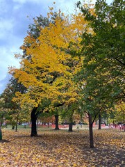 autumn trees in the park