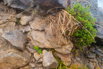 栃木県那須郡那須町の那須岳に霧の中で紅葉を見るために登山している風景 A view of climbing Mt. Nasu in Nasu-machi, Nasu-gun, Tochigi Prefecture, to see the autumn leaves in the fog.