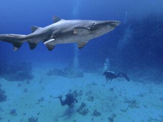 shark and scuba divers