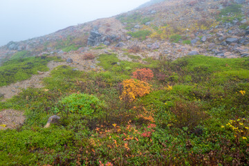 Fototapeta na wymiar 栃木県那須郡那須町の那須岳に霧の中で紅葉を見るために登山している風景 A view of climbing Mt. Nasu in Nasu-machi, Nasu-gun, Tochigi Prefecture, to see the autumn leaves in the fog.
