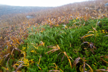 栃木県那須郡那須町の那須岳に霧の中で紅葉を見るために登山している風景 A view of climbing Mt. Nasu in Nasu-machi, Nasu-gun, Tochigi Prefecture, to see the autumn leaves in the fog.