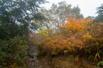 栃木県那須郡那須町の那須岳に霧の中で紅葉を見るために登山している風景 A view of climbing Mt. Nasu in Nasu-machi, Nasu-gun, Tochigi Prefecture, to see the autumn leaves in the fog.