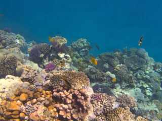 coral reef in the sea