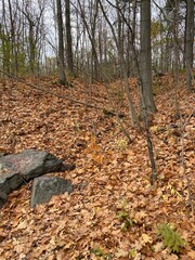 autumn in the forest