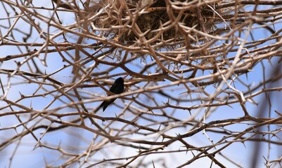 besourinho-de-bico-vermelho