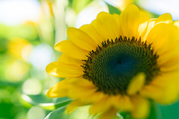 Obraz premium sunflower close up