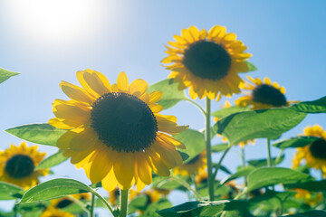 Obraz premium sunflower in the field