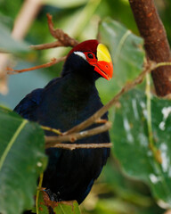 The violet turaco, also known as the violaceous plantain eater,is a large turaco, a group of African otidimorphae.