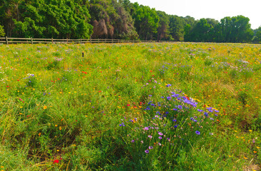 Hilton Head Island, South Carolina, USA, Sea Pines Forest Preserve