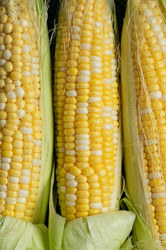 Close up of a corn cob 