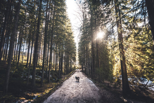 Happy dog on path in a czech woods