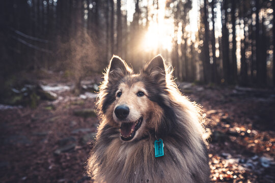 Collie dog standing on autumn forest with golden leaves at sunlight