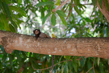 Sagui - Macaco 1