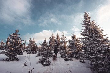 Obraz premium Beautiful winter wonderland scenery with trees and hills on a sunny day with blue sky and clouds in Sumava, Czech republic