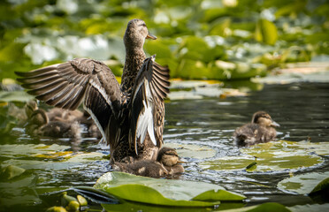 duck in the lake with ducklings