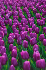 Obraz premium Spring background with purple tulips flowers. beautiful blossom tulips field. spring time. banner, copy space