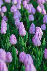 Spring background with purple tulips flowers. beautiful blossom tulips field. spring time. banner,...