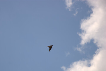 Barn swallow flying in the clear blue summer's sky
