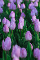 Obraz premium Spring background with purple tulips flowers. beautiful blossom tulips field. spring time. banner, copy space