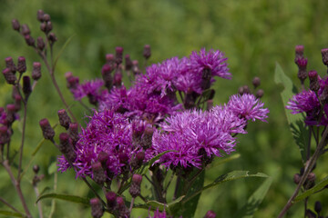 Macro of Ironweed growing in the summer on a green background