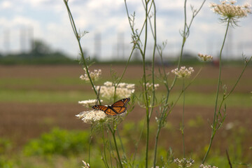 Close of a monarch butterfly resting on a bird's nest flower