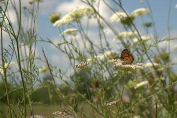 Side view of a monarch butterfly drinking from a bird's nest flower