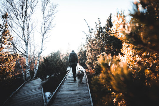 Woman walking dog on wooden pathway in the woods during cold spring on Sumava, Czech republic
