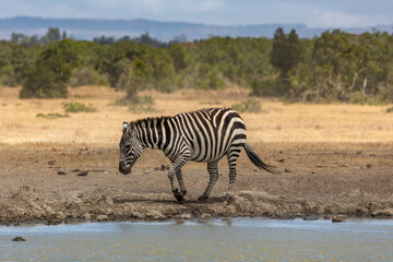 Fototapeta na wymiar A Lone Grevy's Zebra Toward a Watering Hole, Ol Pejeta Conservancy, Kenya, Africa