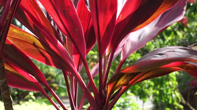 Green cordyline fruticosa commonly called ti plant, palm lily, cabbage palm, good luck plant, Convallaria fruticosa L., Asparagus terminalis L., Cordyline terminalis or andong (indonesian)