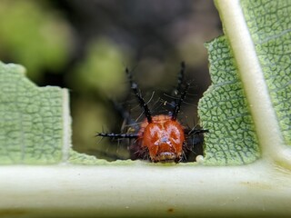photography of beautiful lady bug beetles foraging around green leaves
