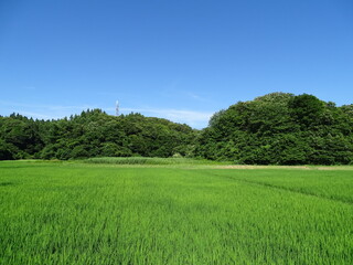 真夏の農村風景