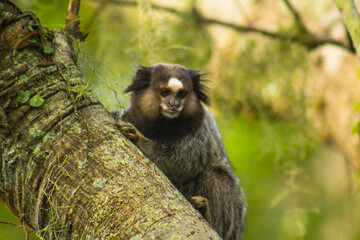 Little sagui on a tree