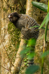 Cute monkey on a branch in south Brazil