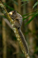 Cute sagoin eating a fruit