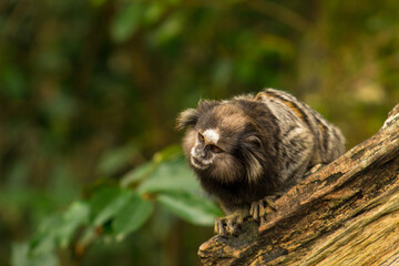 Cute little sagoin on a tree in Brazil