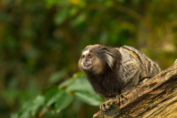 Cute sagoin in the nature