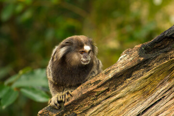 Close of a little sagoin