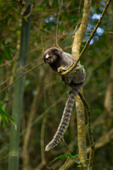 Little sagui in Florianopolis, South Brazil, hanging in a tree