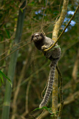 Little marmoset hanging on a branch