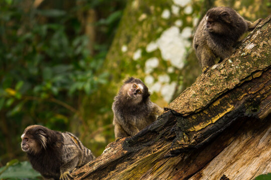 Three little monkeys