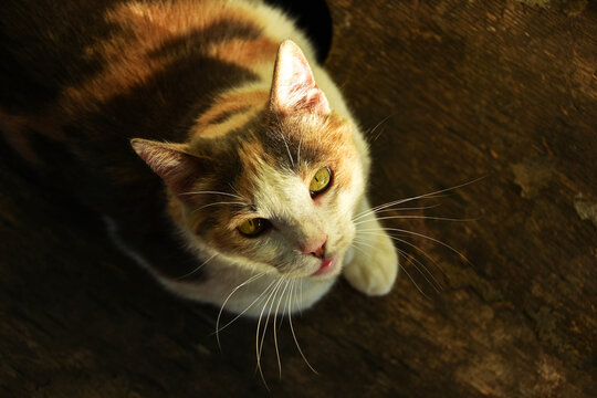 Beautiful cat with green eyes 