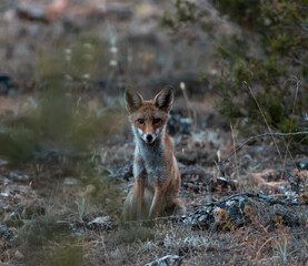 red fox in the woods