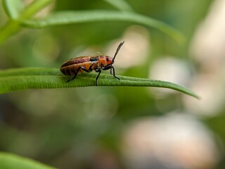 photography of beautiful lady bug beetles foraging around green leaves