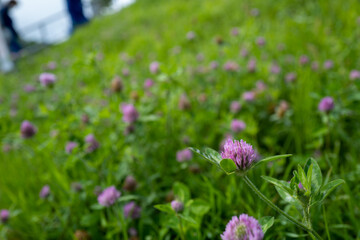 北海道小樽市の水族館付近の風景 Scenery near the aquarium in Otaru, Hokkaido, Japan.