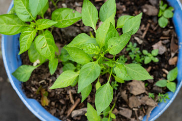 Small chili plants inside a biodegradable bag. Growing paprika plants. Top view of chili pepper plants still without fruit. Farming. Plantation. Leaves. Outdoor. Spicy. Organic. Food. Natural.