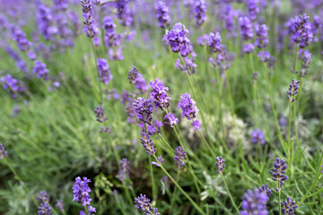 北海道札幌市の羊ヶ丘展望台付近の風景 Scenery near Hitsujigaoka Observation Hill in Sapporo, Hokkaido, Japan. 