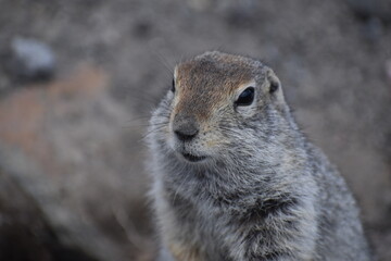 gophers on the ground
