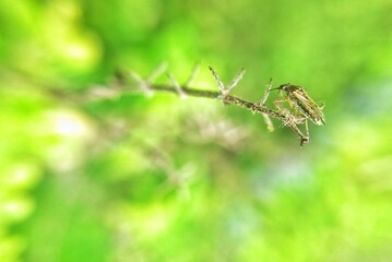 photography of beautiful lady bug beetles foraging around green leaves