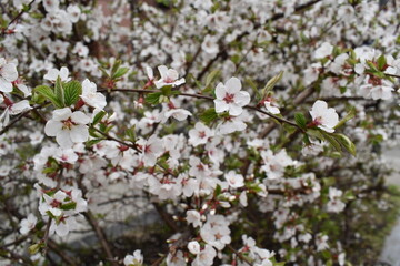 blossom in spring